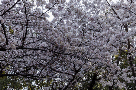 日本开花樱花树，特写.