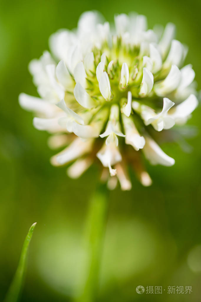 草地上的白色三叶草花