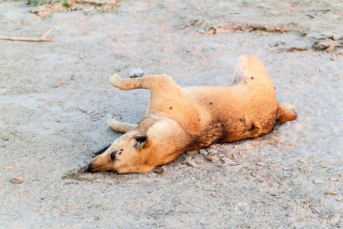 海滩上一具死狗尸体