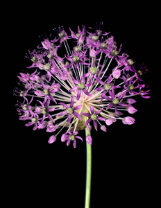 紫色洋葱花照片 正版商用图片0eimbv 摄图新视界