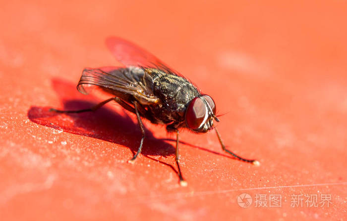 红色的大苍蝇