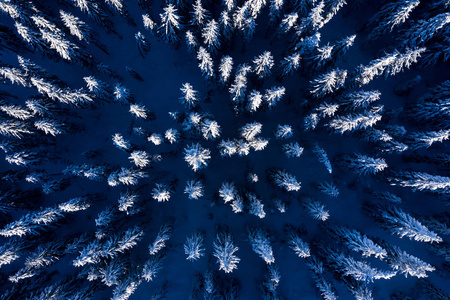 空中无人驾驶飞机在冬季上空看到覆盖着雪的松林