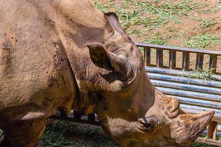 非洲白犀牛图片