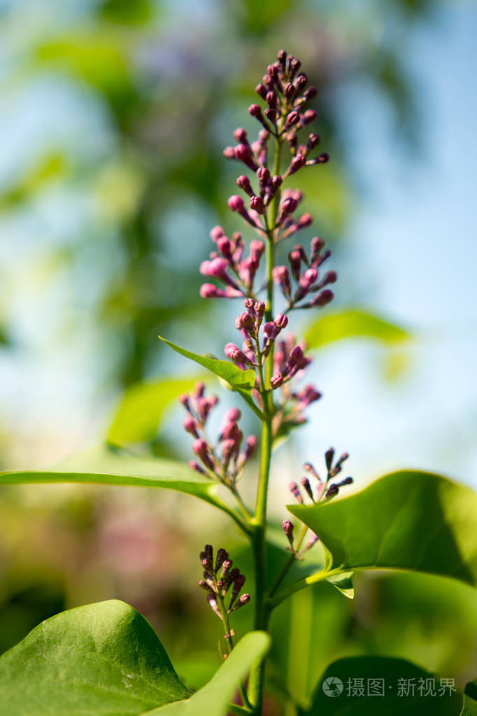 蓝天上的丁香花