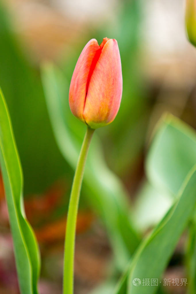红色郁金香春天的花蕾