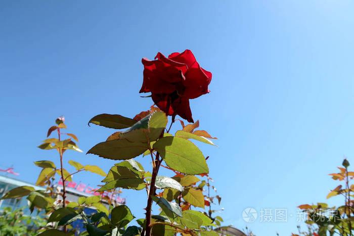 春天生长的红玫瑰花
