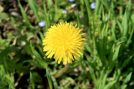 蒲公英黄花在绿草中