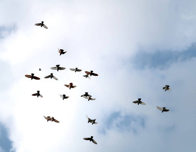 一群鸽子高高地飞在天空中