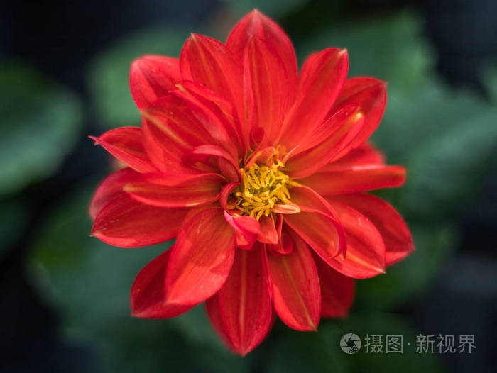 近观鲜亮的红花