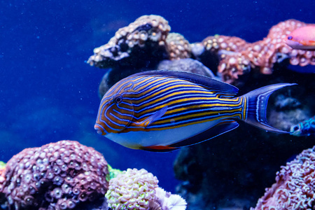 鱼纹外科医生棘皮鱼照片