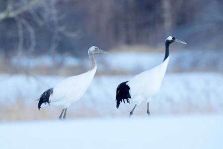 舞蹈对丹顶鹤与暴风雪北海道日本。 来自大自然的一对美丽的鸟类野生动物场景。