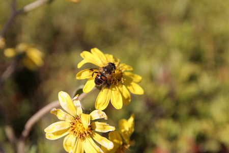 韩国阳光明媚的日子里，黄色雏菊上的蜜蜂