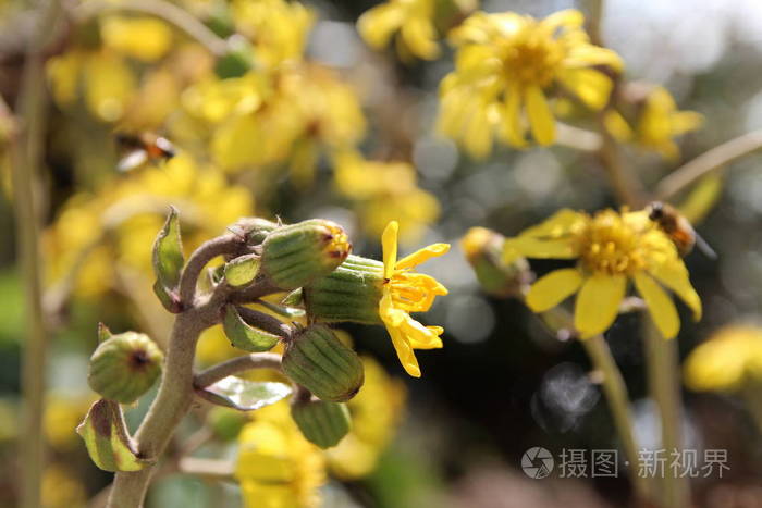 韩国阳光明媚的一天盛开黄色雏菊和花蕾