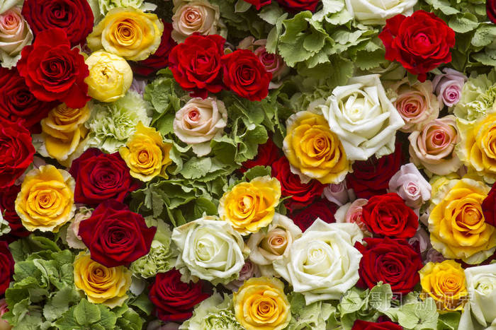 彩色玫瑰背景接近