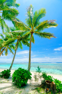 一个田园诗般的海滩，棕榈树和蓝色的水在拉罗汤加在库克群岛