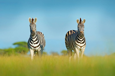 s zebra, Equus quagga burchellii, Zambia, Africa. Wild animal on