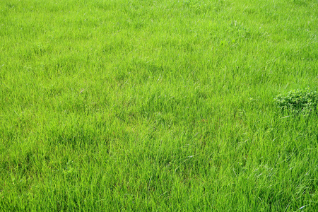 绿草植物的背景