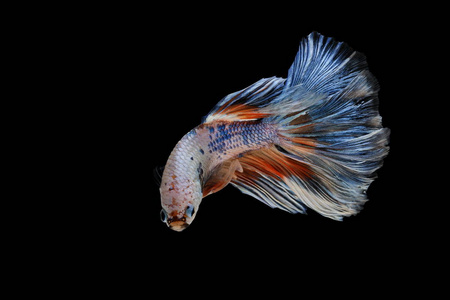 飘飘龙图片-飘飘龙素材-飘飘龙插画-摄图新视界