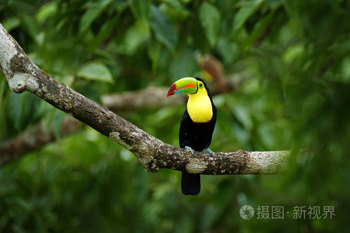 巨嘴鸟坐在树枝上的森林博卡塔帕达绿色植被哥斯达黎加。 中美洲的自然旅行。 龙骨嘴巨嘴鸟，雷帕斯托斯，硫磺鸟，大帐单。