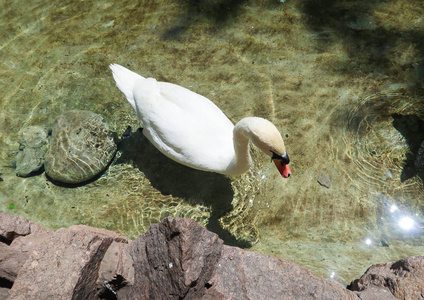 池塘上的白天鹅