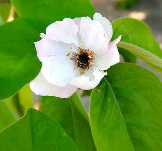 白色苹果树花