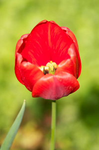 春天清新的郁金香花