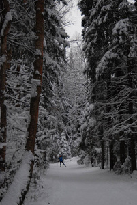美丽的冬景，白雪覆盖的树木