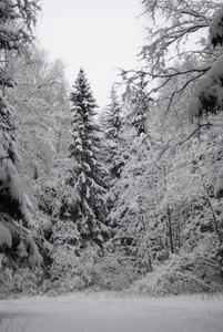 美丽的冬景，白雪覆盖的树木