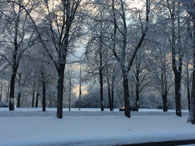 美丽的冬景，白雪覆盖的树木