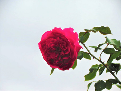 白色背景上的粉红色玫瑰。