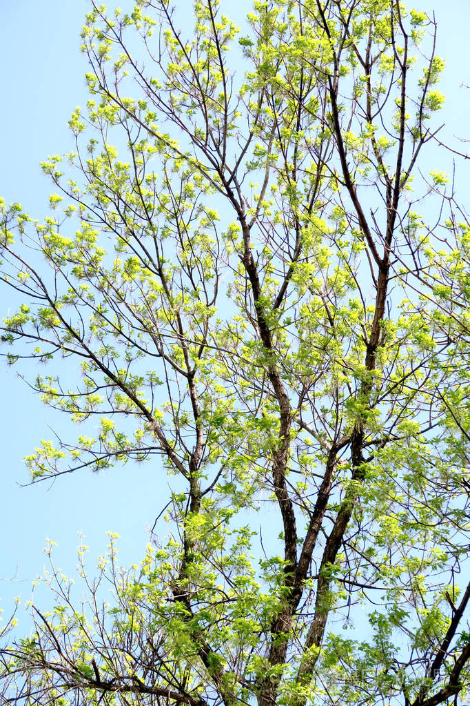 春天的树的枝干从下面进入天空