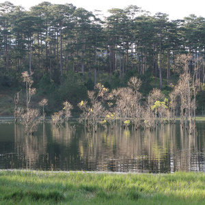 秋天森林被淹没的背景树在黎明时带着神奇的光在湖面上倒影