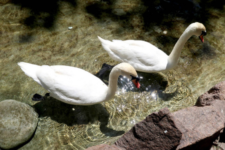池塘上的白天鹅
