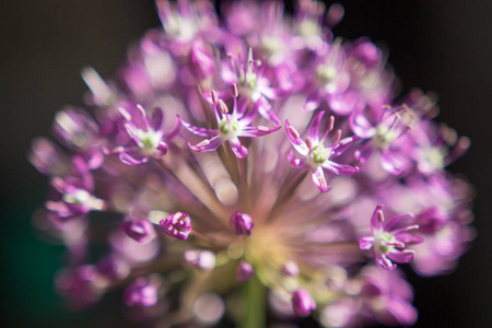 合上大蒜紫花