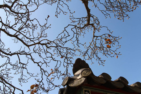 玉兰花蕾带艺术分支，在韩国秋天留下韩国传统的屋顶和晴朗的蓝天