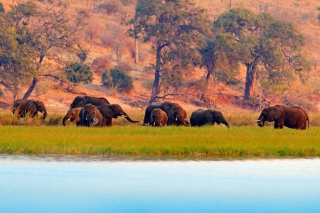 来自自然的野生动物场景。 有大动物的湖。 一群非洲大象从河里喝着酒，举起他们的树干，博茨瓦纳非洲国家公园。
