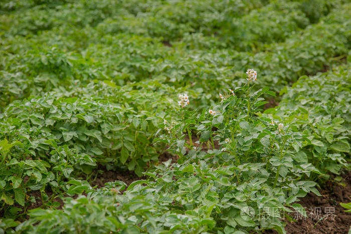 土豆在露天的花园里生长和开花素食蔬菜是在有机花园里种植的