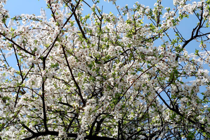 果树的开花白花