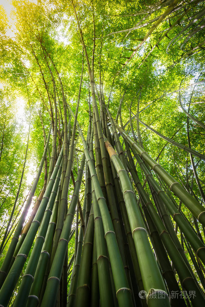 竹子照片自然风景图片