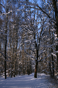 美丽的冬景，白雪覆盖的树木