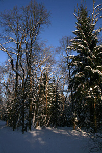 美丽的冬景，白雪覆盖的树木