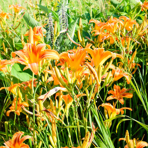 橙色百合花。 草间的百合花