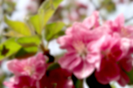 鲜艳的花苹果树春天