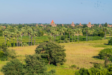 巴甘缅甸寺庙的天际线