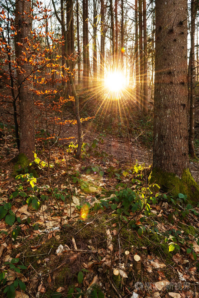 明亮的傍晚阳光透过针叶林中的云杉树林业自然和生态概念