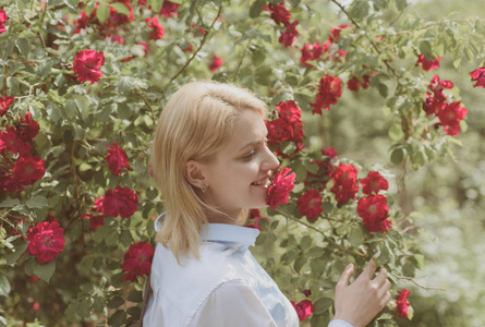 玫瑰花园花夏天图片