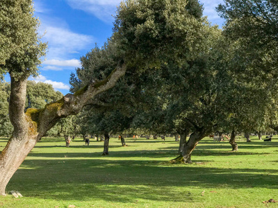 西班牙萨拉曼卡的公园景观