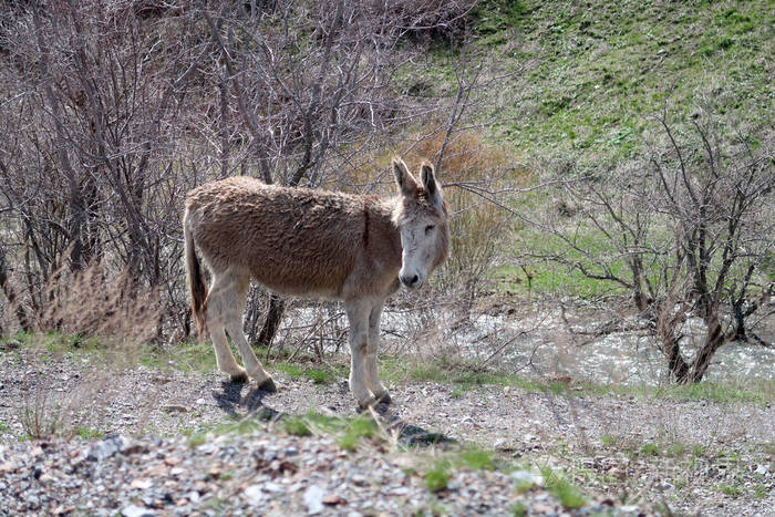 驴子在大自然的春天
