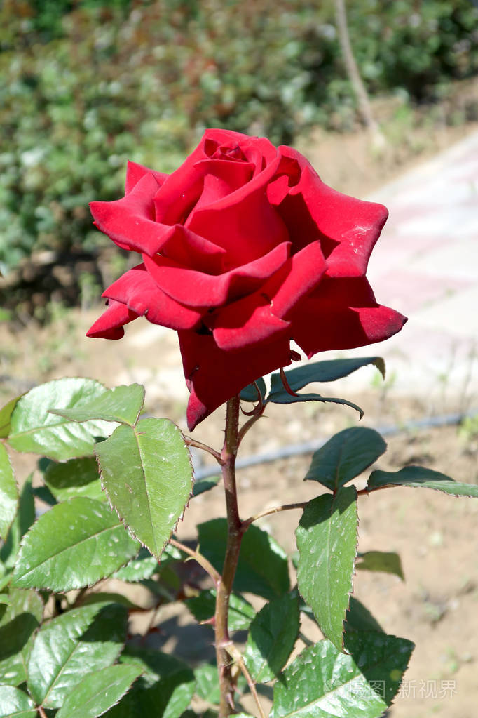 春天生长的红玫瑰花