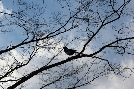 韩国喜鹊在秋天站在树枝上图片